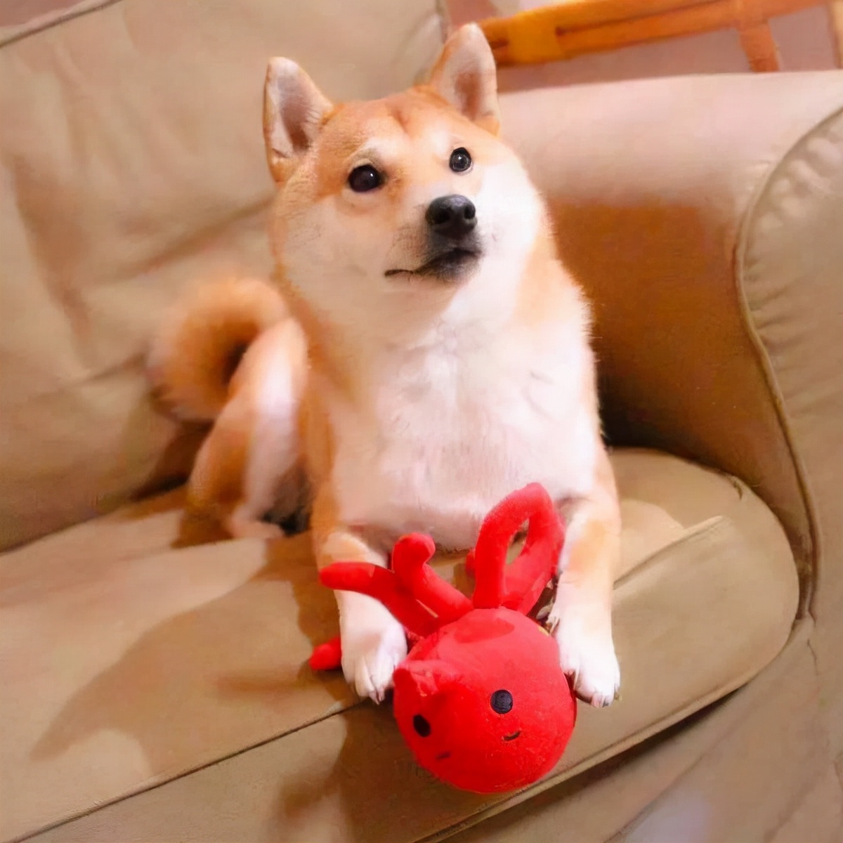 柴犬好养吗优缺点有哪些表现,了解了习性事半功倍