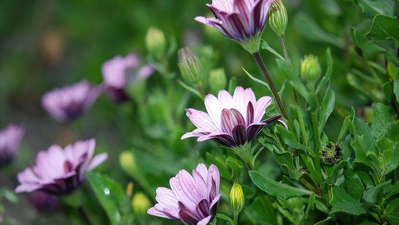 面对瞧不起你的人最好还击,面对瞧不起你的人怎么说