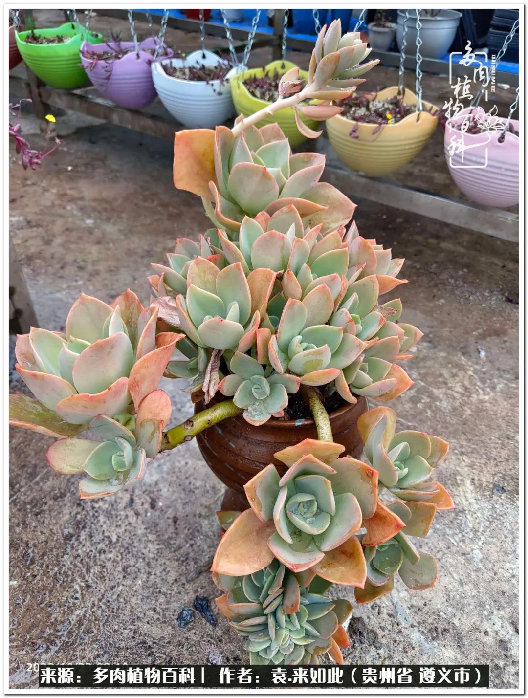 多肉和鲜花并存更养眼,最养眼的多肉品种