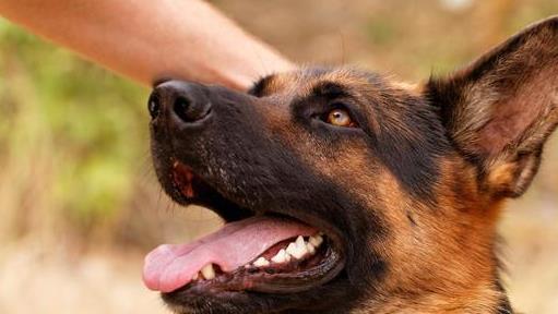 养马犬好还是养德国牧羊犬好,德国牧羊犬可以在城市养吗