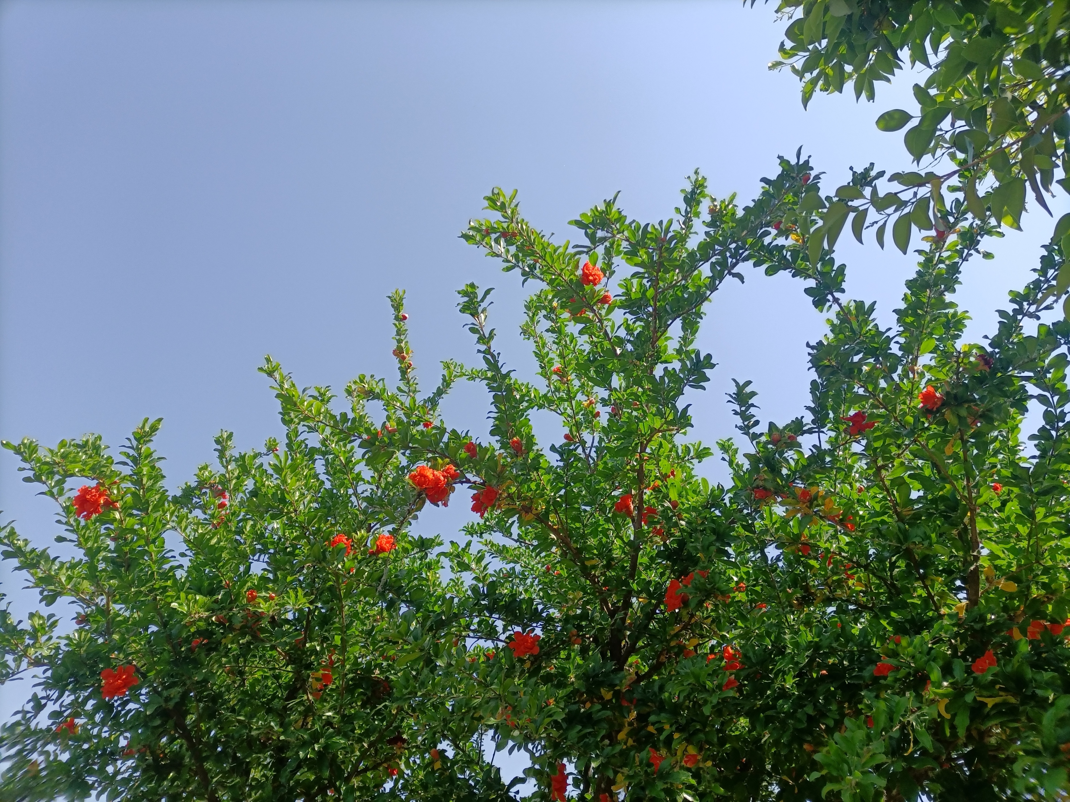 五月石榴花开的唯美诗句,关于石榴花的美文和诗句