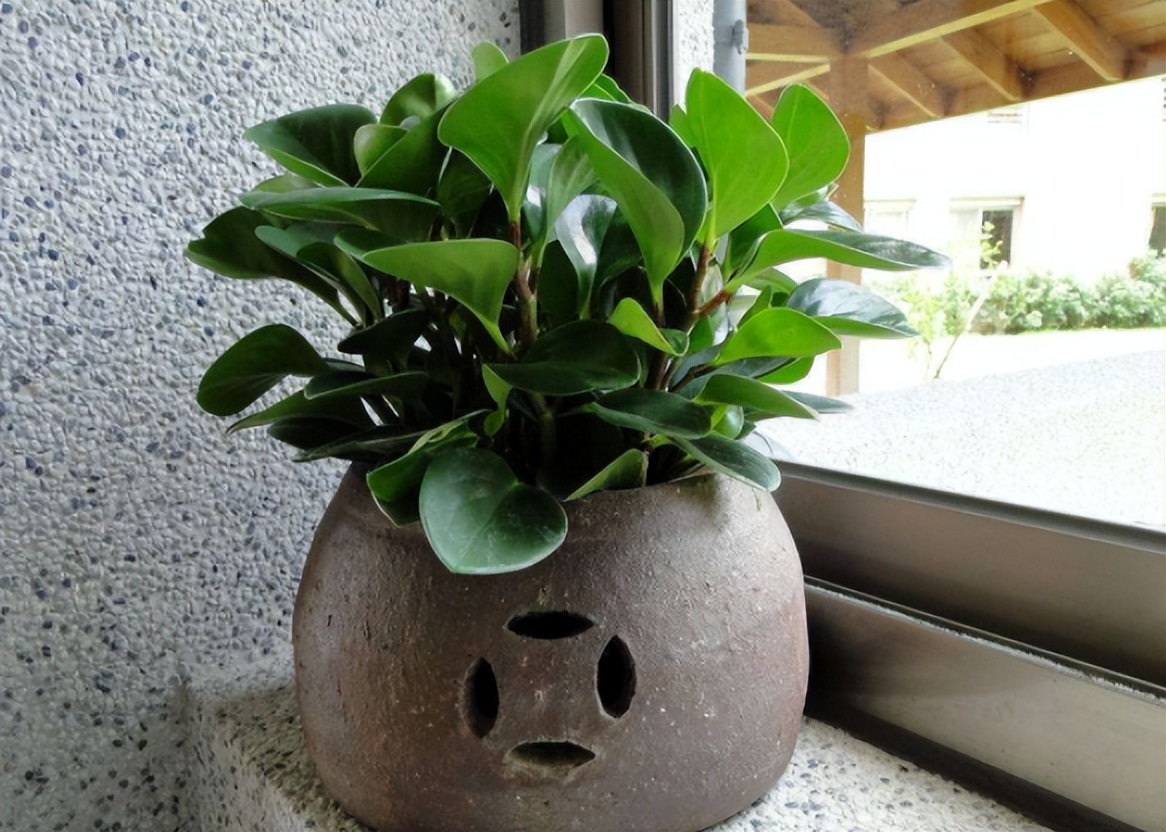 给花草换盆打理花草,给花卉换盆的四点注意事项是什么