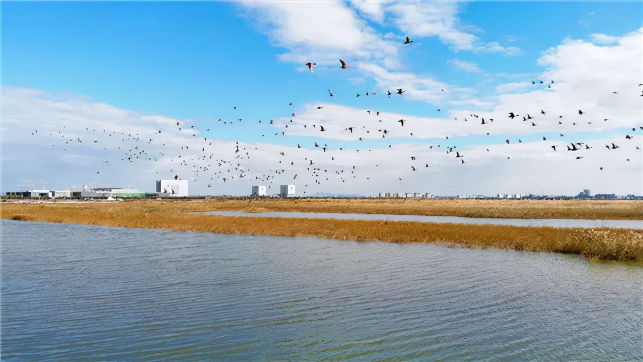 威海蓝碳示范,威海兰炭交易