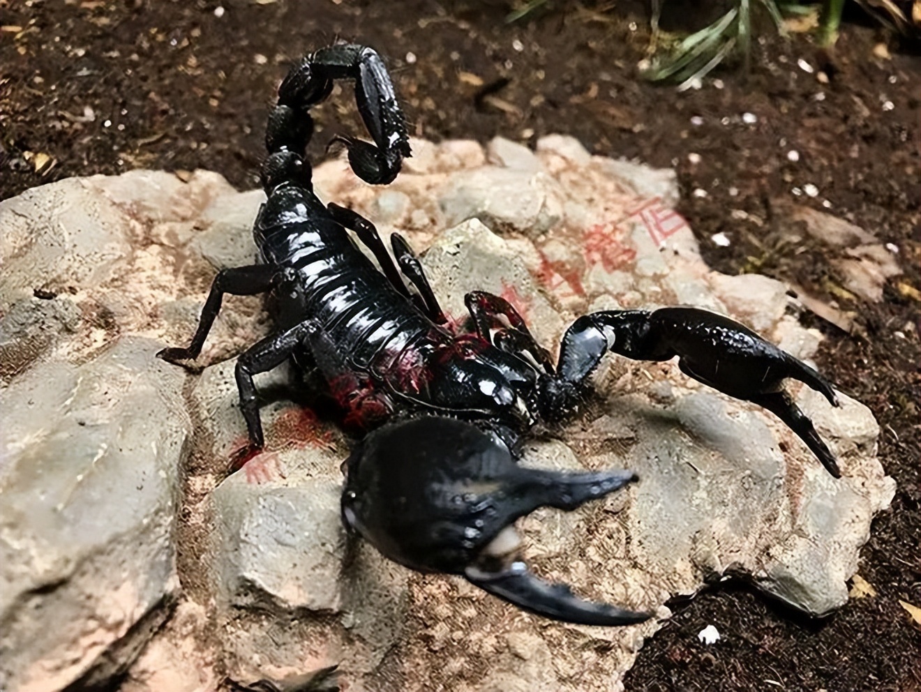 10种奇特的宠物,最有灵性的五种宠物你最想养哪个