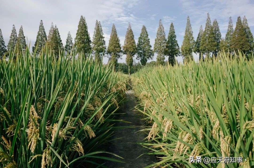 来南京不能错过的小众打卡地,南京江宁小众打卡点
