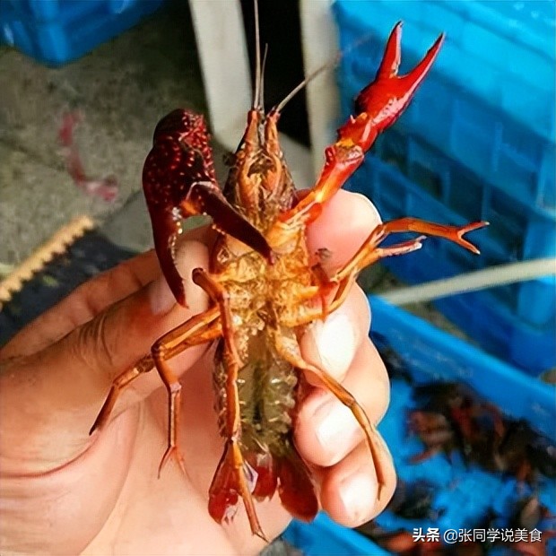 小龙虾怎么烧出又辣又麻那么入味,小龙虾怎么做颜色红亮
