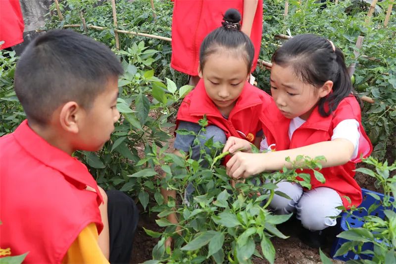 「重庆市六十五中学」劳动砺心志，实践促成长