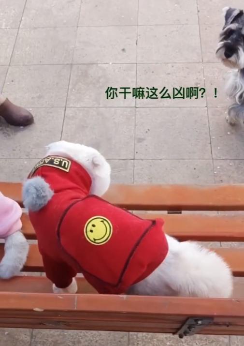 猫界顶流刘二豆,喵界顶流二豆