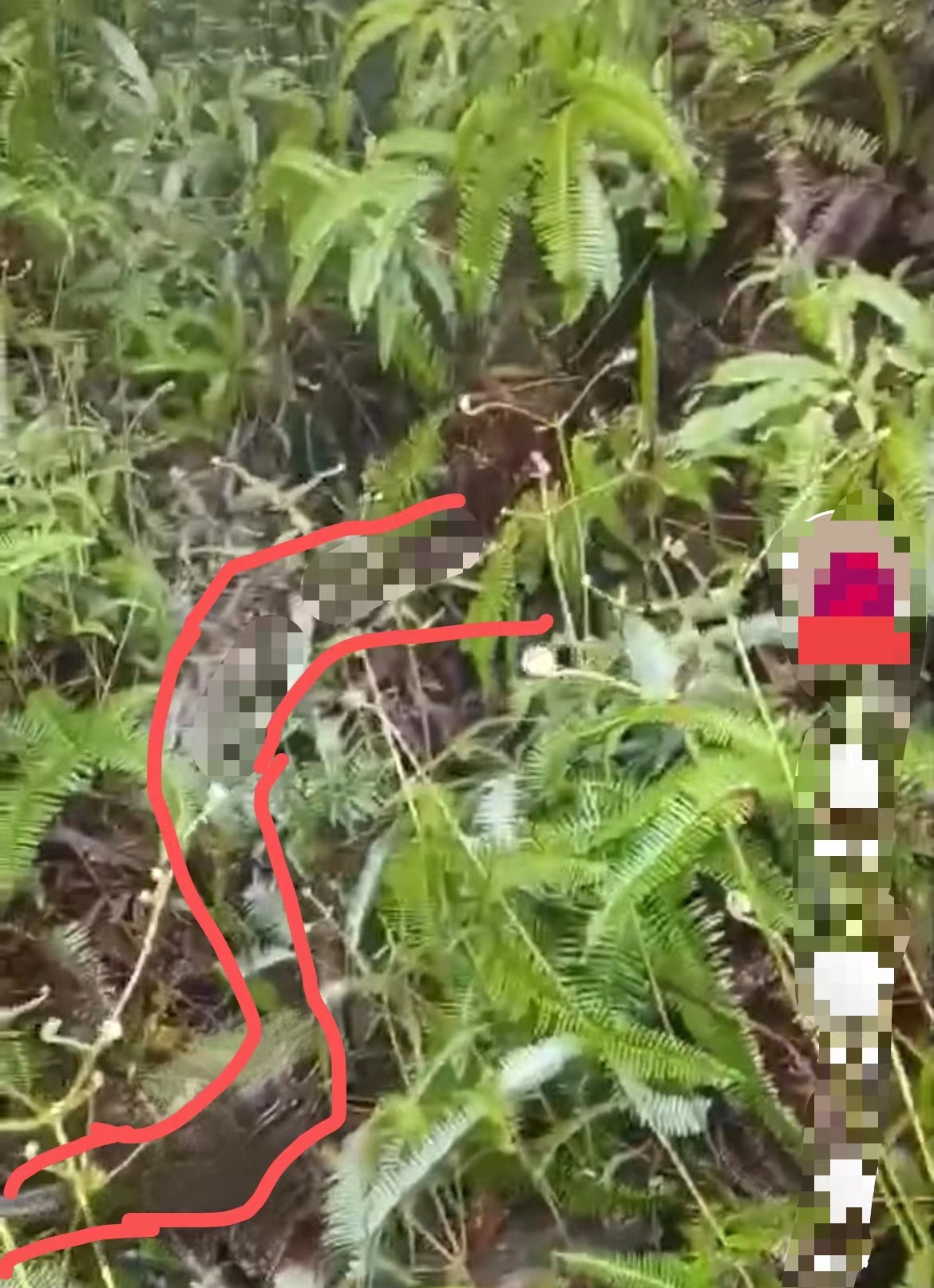 男子扫墓遇见大蛇熊猫头,男子扫墓时遇见鳄鱼蛇王