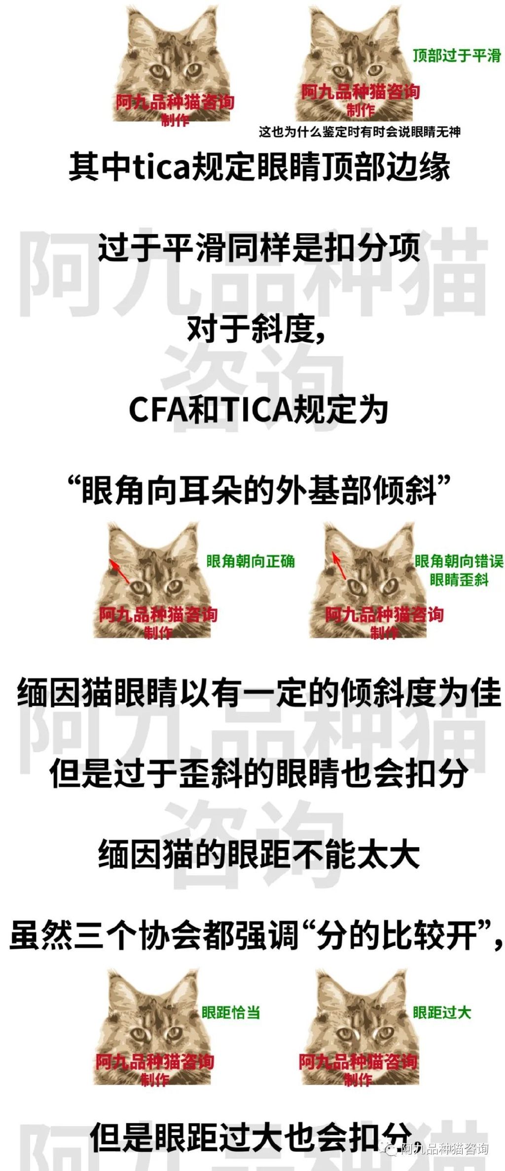 缅因猫品种标准图解，缅因猫怎么分辨好坏，缅因猫怎么分辨颜色