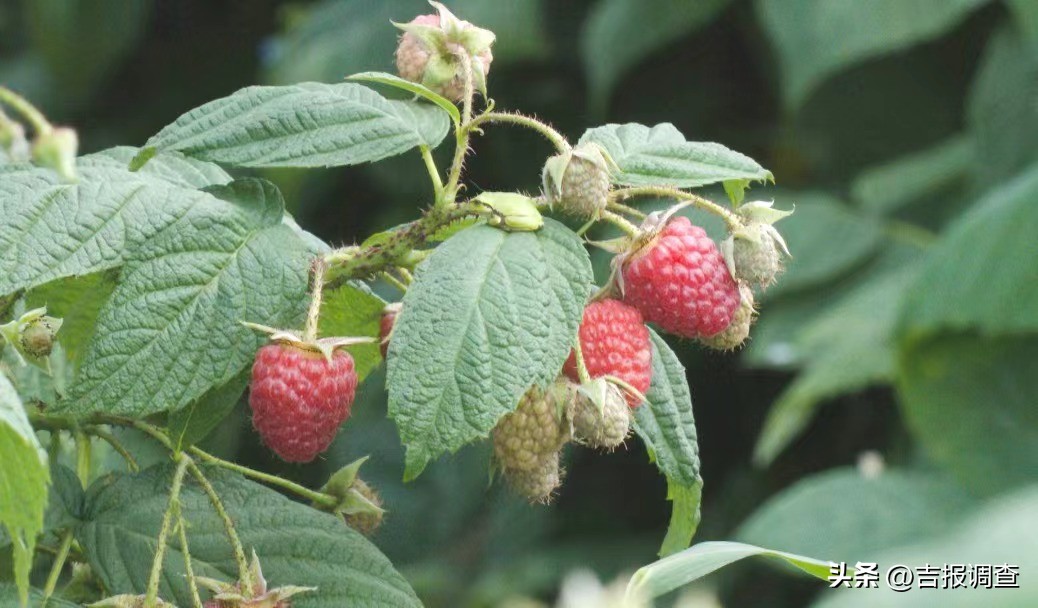 小树莓孵化大产业走上致富路,本地树莓成农家致富摇钱树