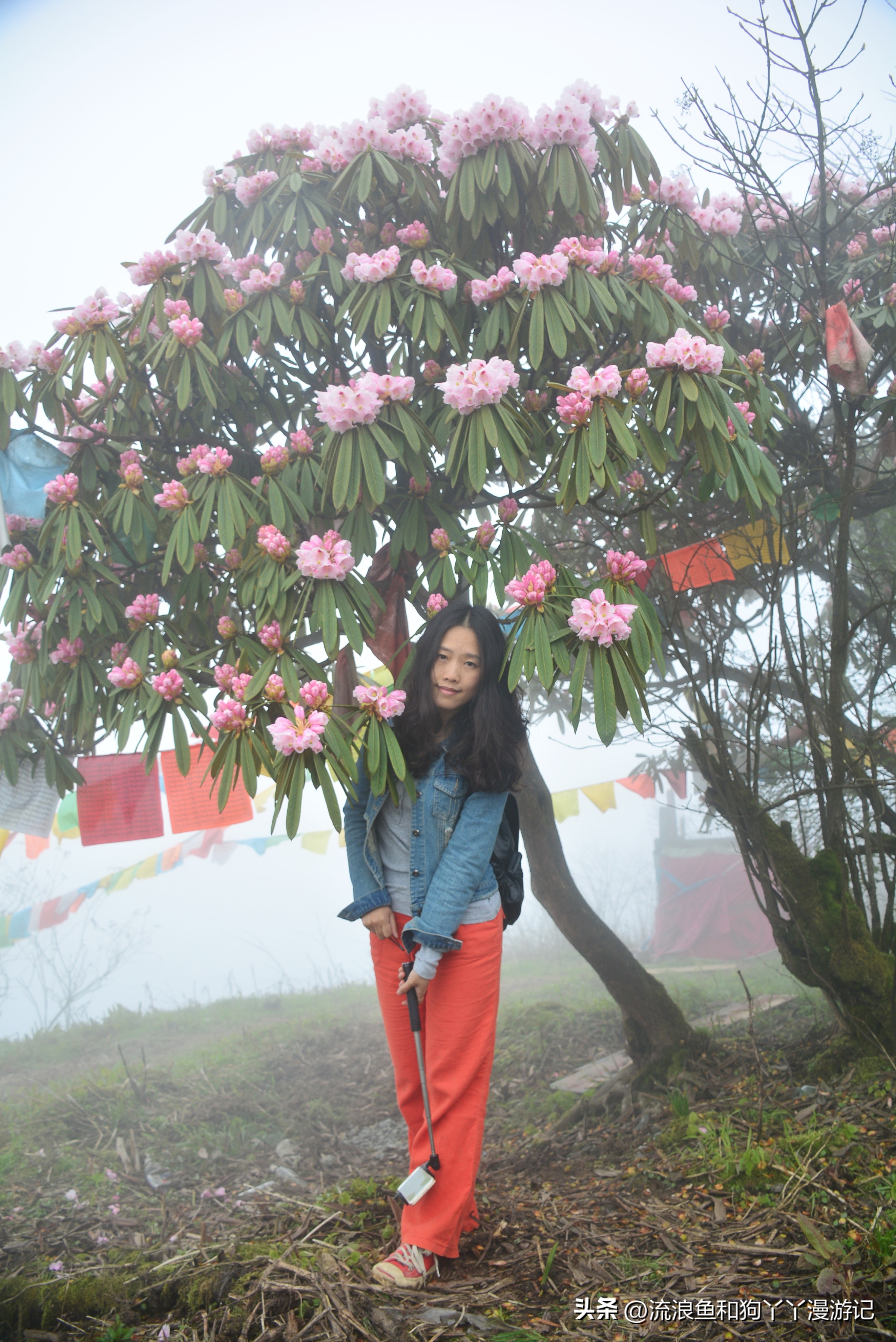 四月份成都近郊一日游好去处,2022成都近郊看雪一日游最佳去处