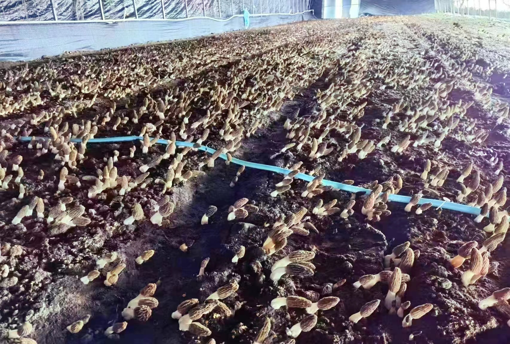 通榆县乡村振兴六大工程,村集体收入超百万