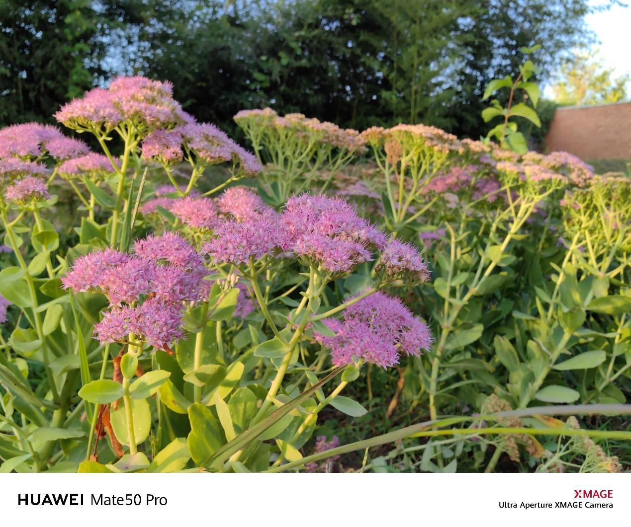 华为mate50值得期待吗,华为mate50给我们什么惊喜