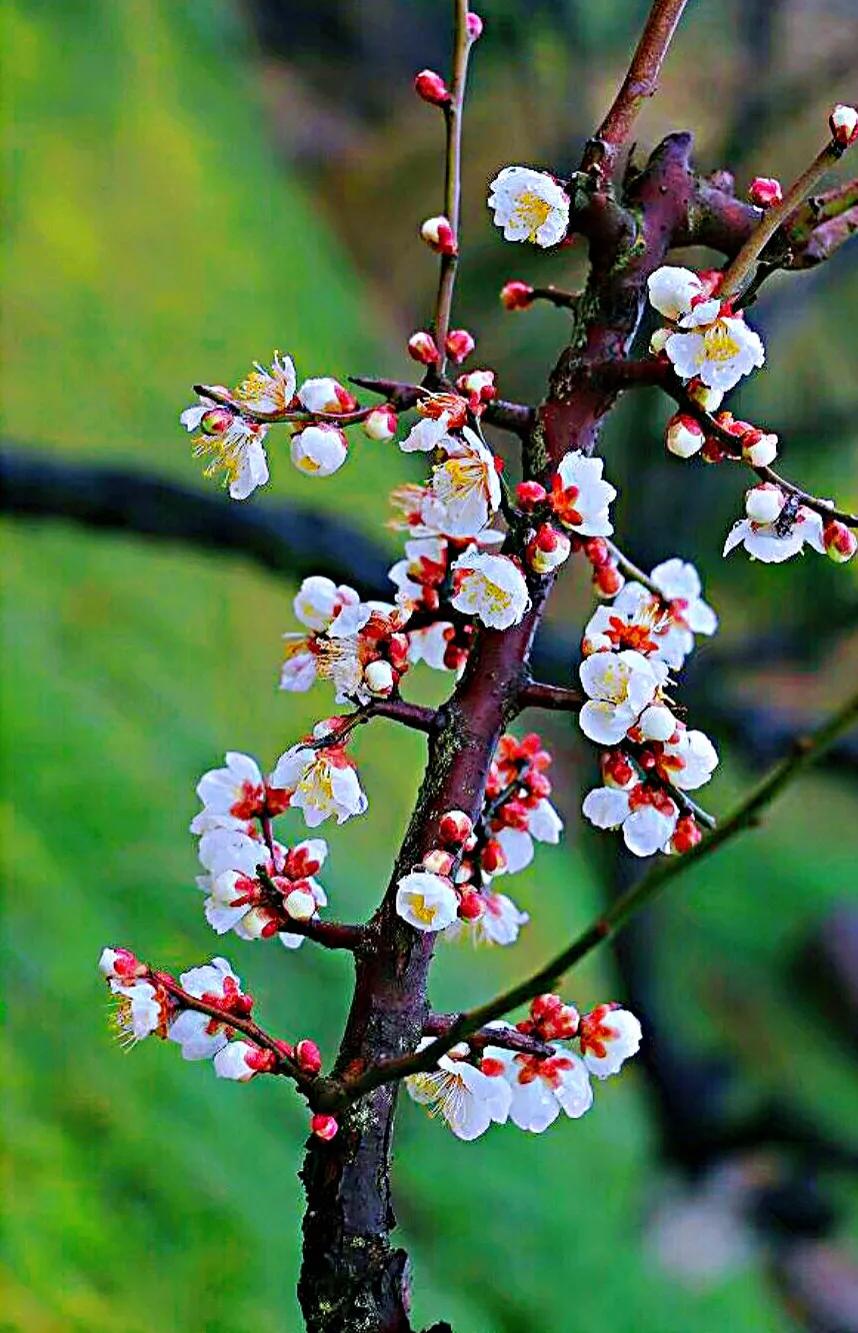 白梅蕴含的品格,白梅寓意