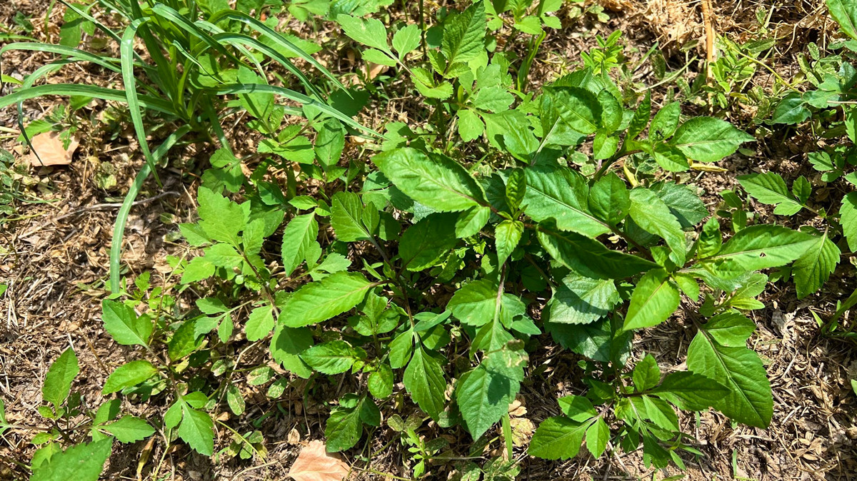 鬼针草全身是宝,鬼针草为什么到处都是