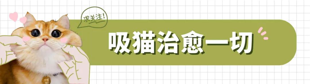 别人家的猫是液体还是固体,猫都是水做的