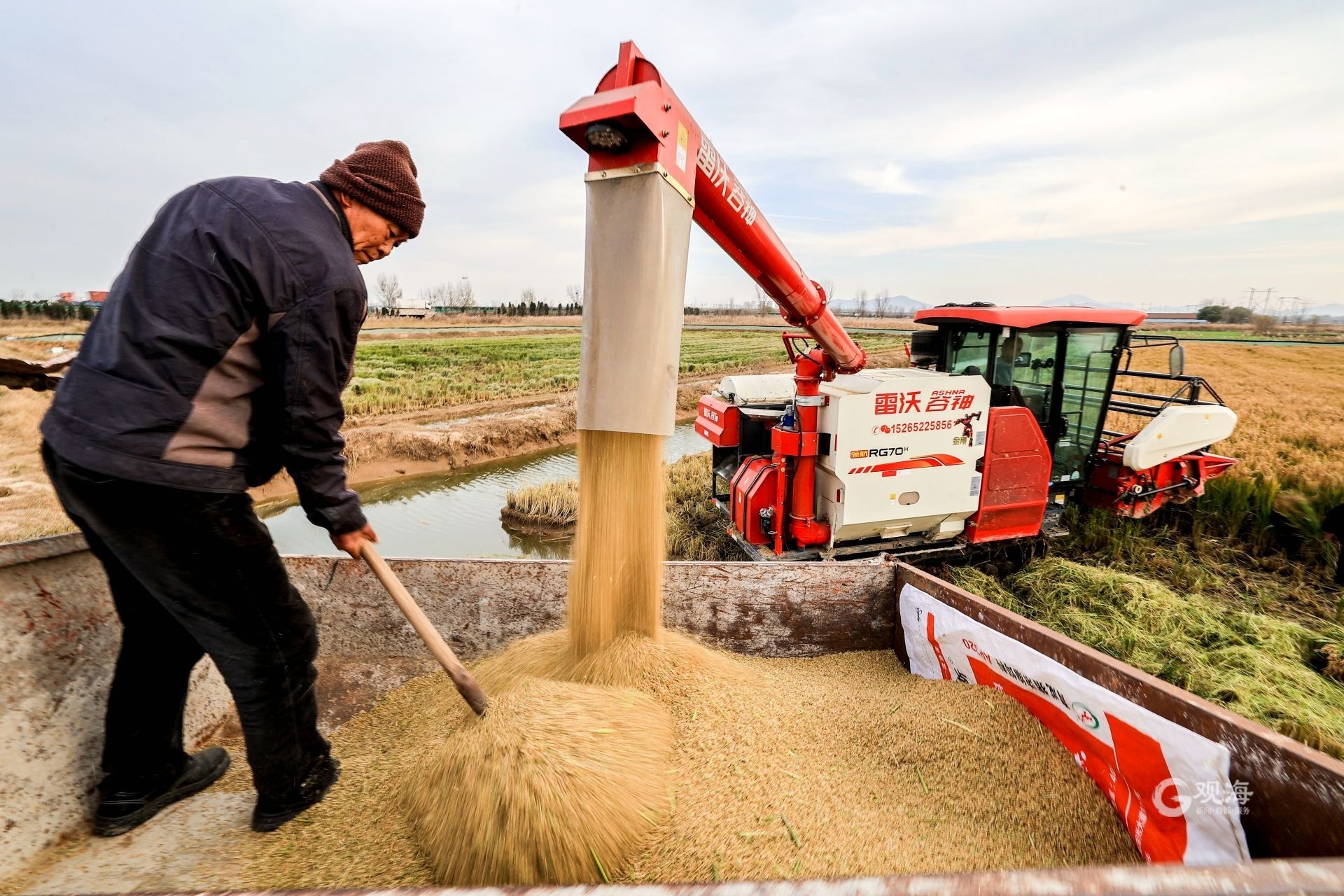 农业致富新路视频,海水稻丰收青岛城阳
