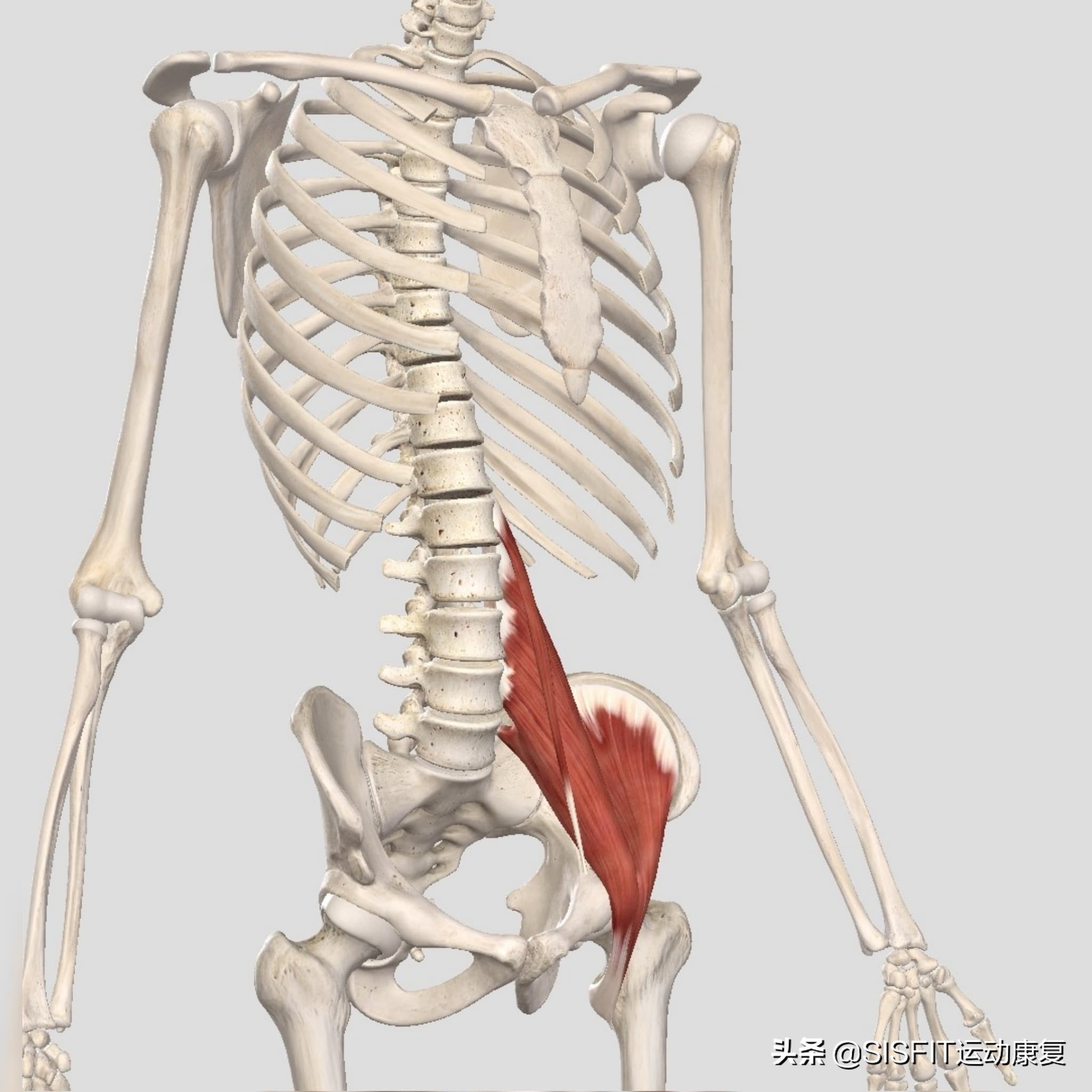 人体各个部位的肌肉最强者,肌肉太发达会导致肌肉型肥胖