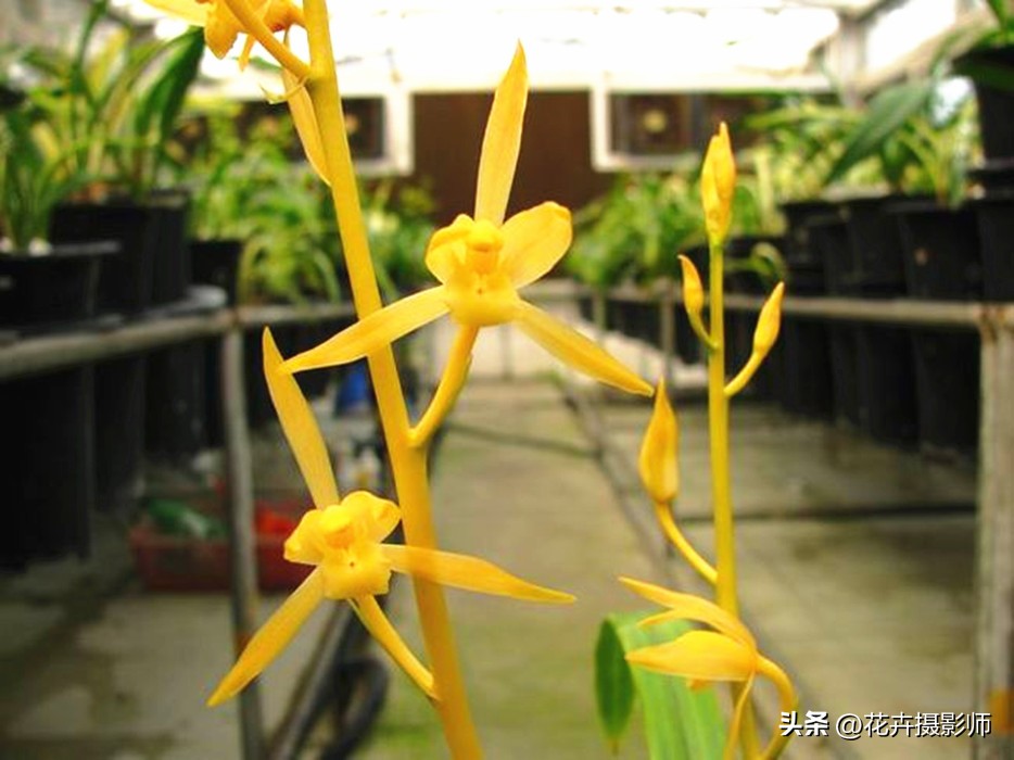 此兰被誉为国兰双圣,此兰是国兰第一名品