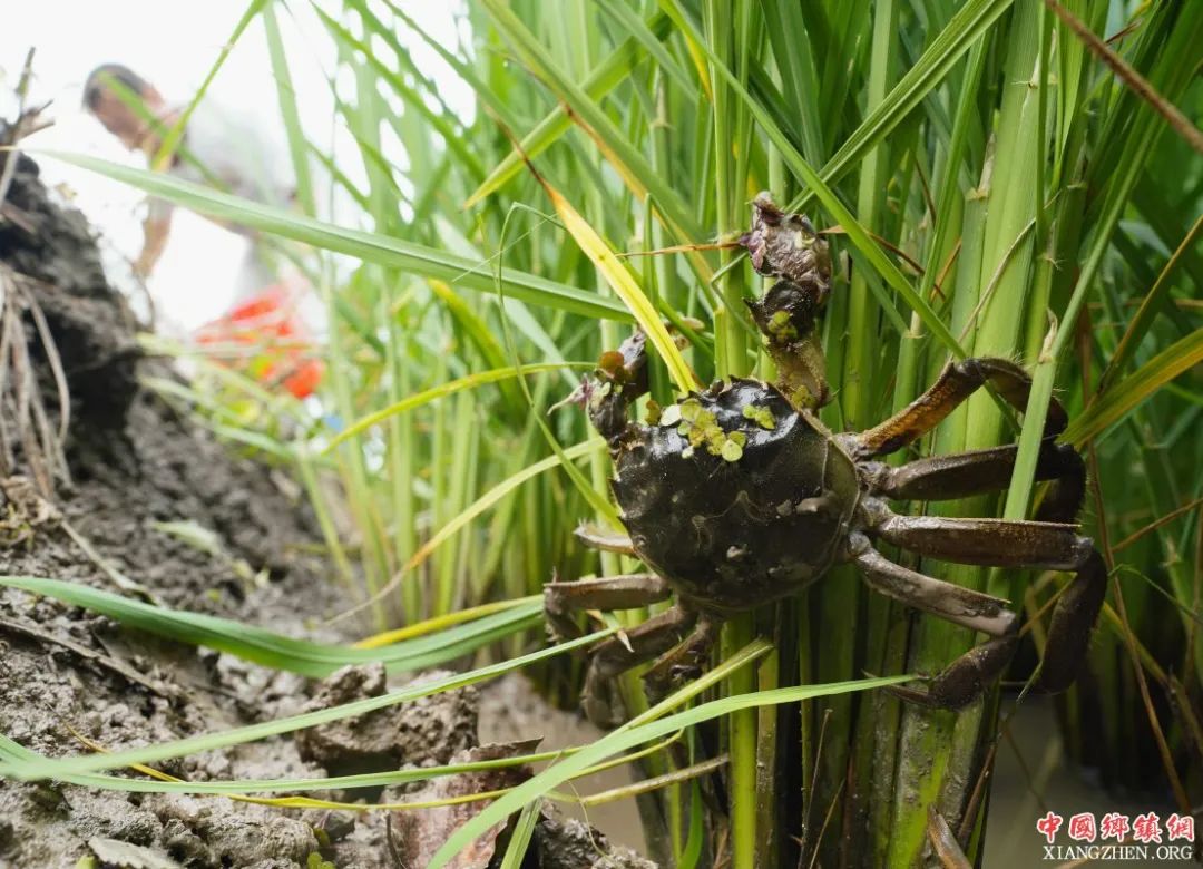 为什么冷冻的死螃蟹可以吃,没死时候冷冻的螃蟹能吃吗
