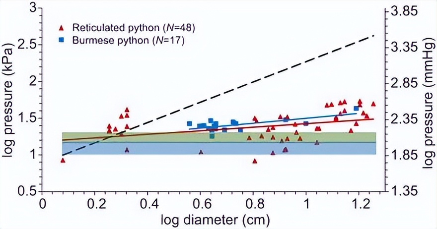 7米长！印尼54岁女子被巨蟒活吞，人心惶惶：还剩条8.2米蟒蛇游荡