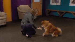 中华田园犬大战秋田犬,中华田园犬和柴犬打架