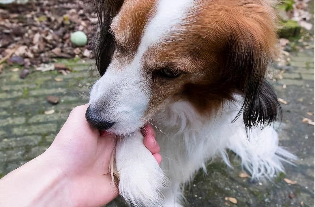 狗狗老是舔排尿处出血,狗狗老是舔排尿处是不是有炎症了