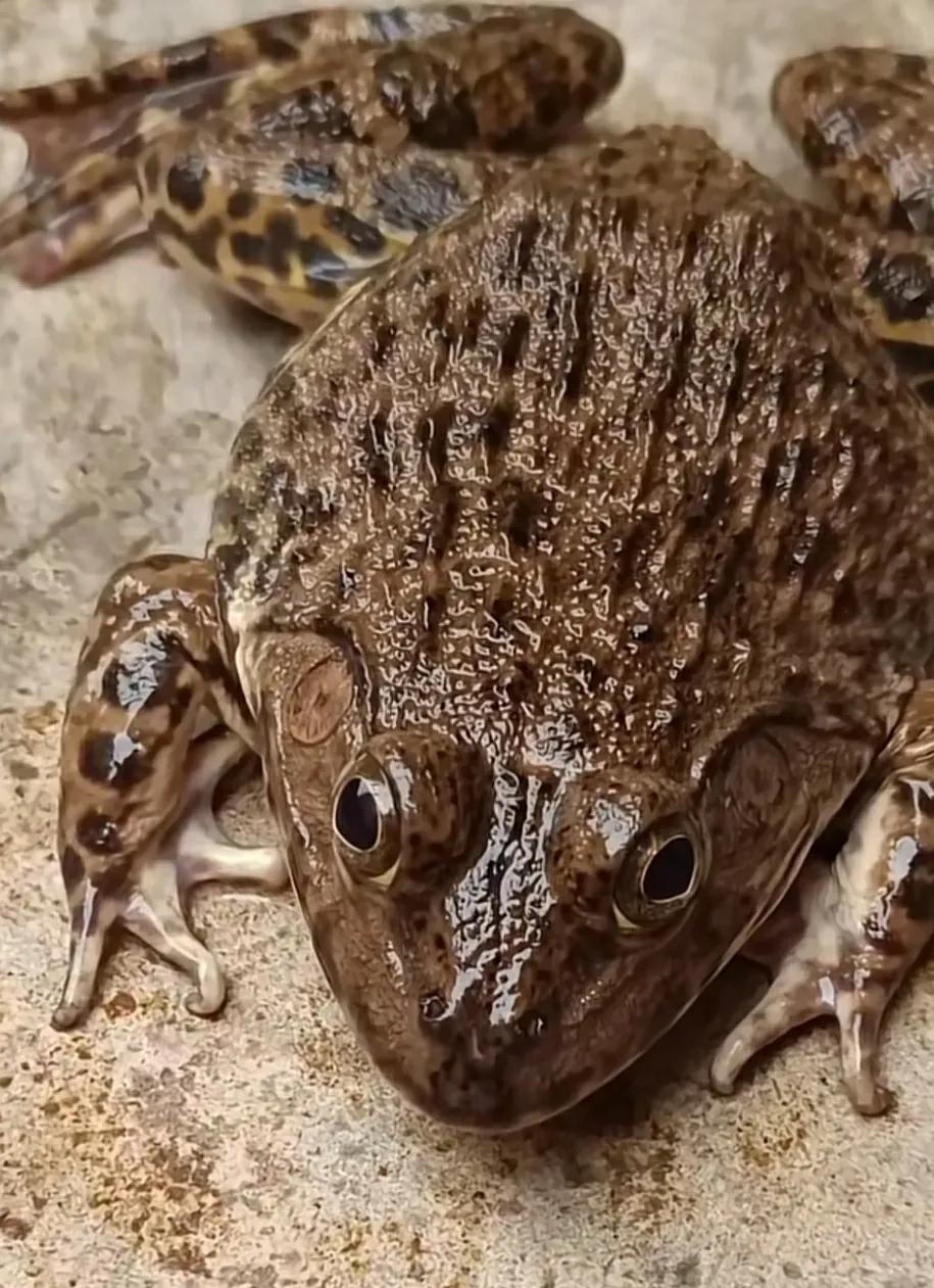 广州的青蛙叫什么,湖南的青蛙叫什么