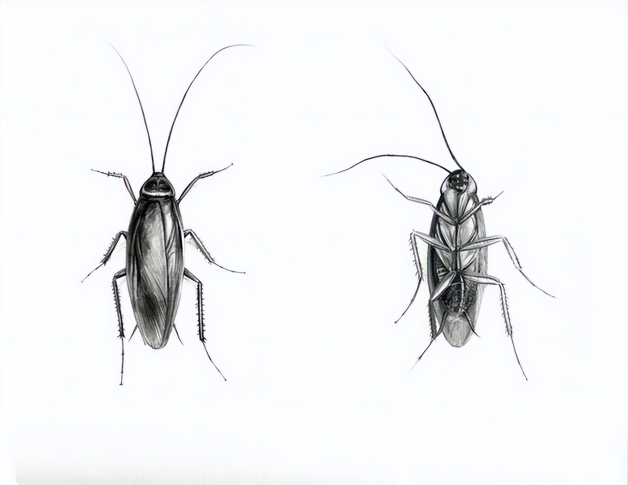 灭绝恐龙的小行星撞击地球的哪里,恐龙灭绝前小行星撞击地球哪里