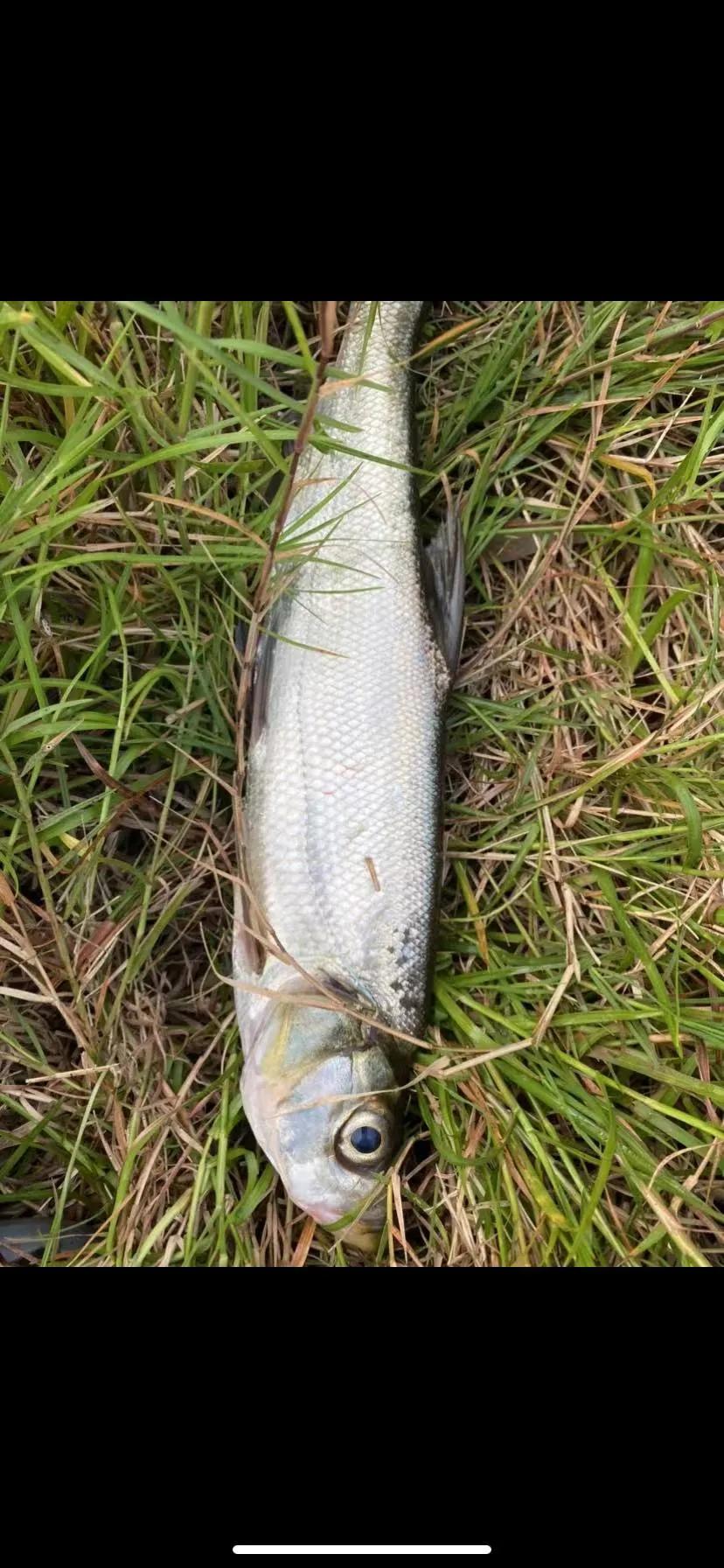 路亚钓翘嘴的正确方法和技巧,路亚翘嘴怎么钓有什么技巧和动作