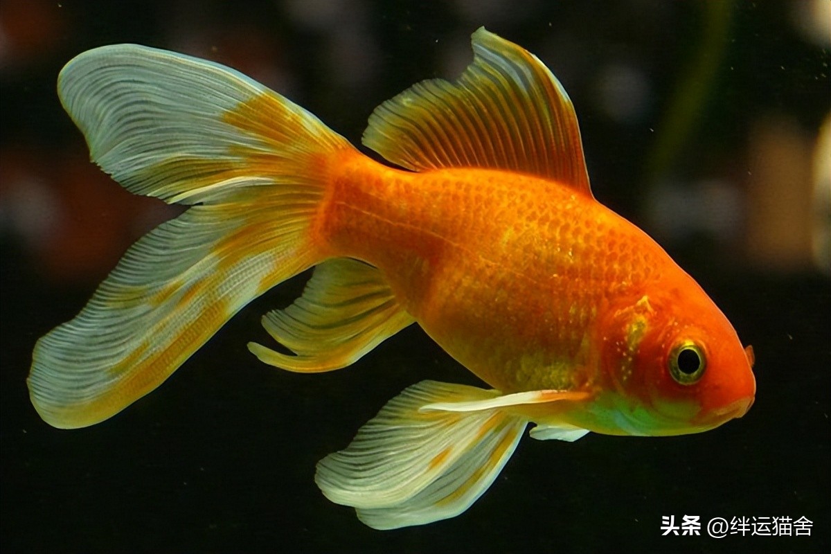 金鱼寿命最长的品种,现在金鱼有多少个品种了