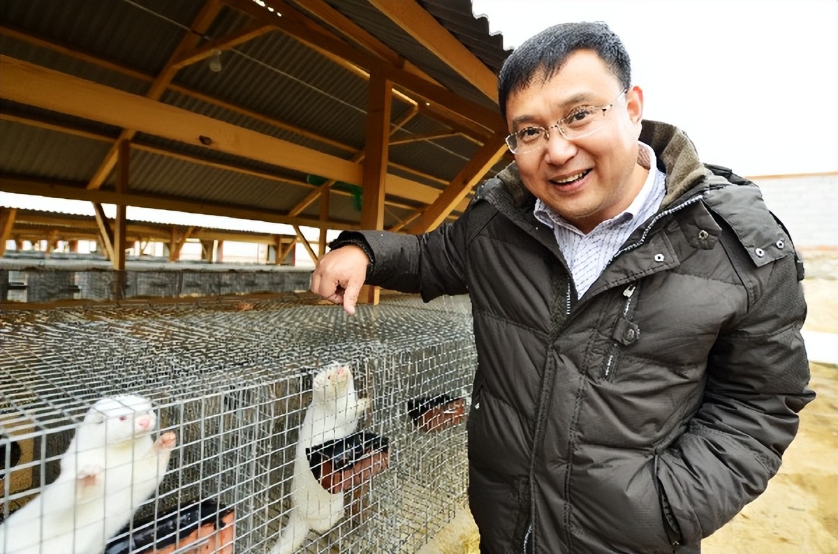 水貂养殖新技术,水貂皮草的养殖方法与技术