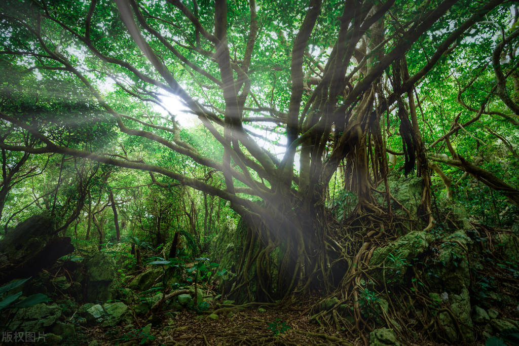 10首春日诗词带来满满的春日希望,意境唯美的春日诗词