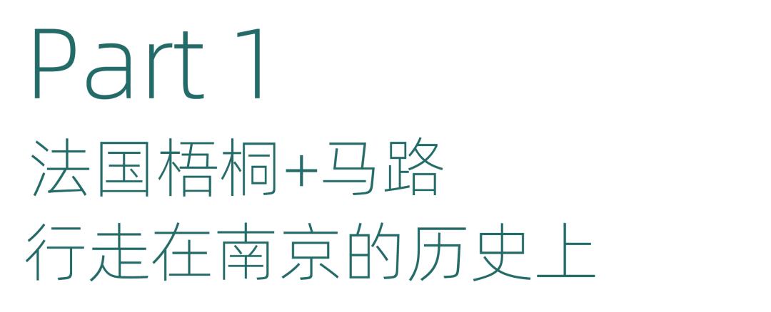南京的法国梧桐秋天图片,南京法国梧桐秋天
