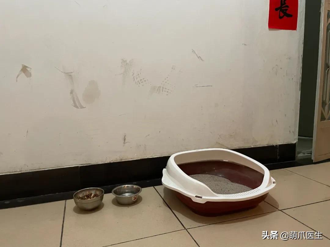 我的猫丢了拿回来要钱怎么办,我的猫丢了隐晦的意思