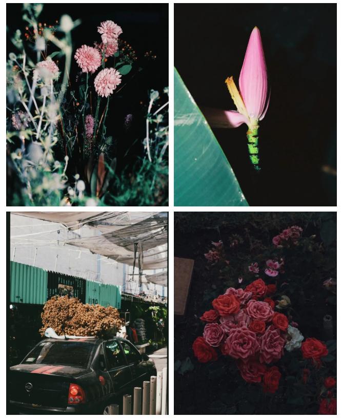 她拍的花，也太好看了