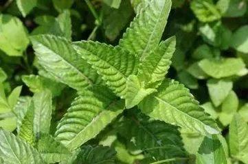 薄荷相似的植物是什么,跟薄荷相似的紫色植物图片