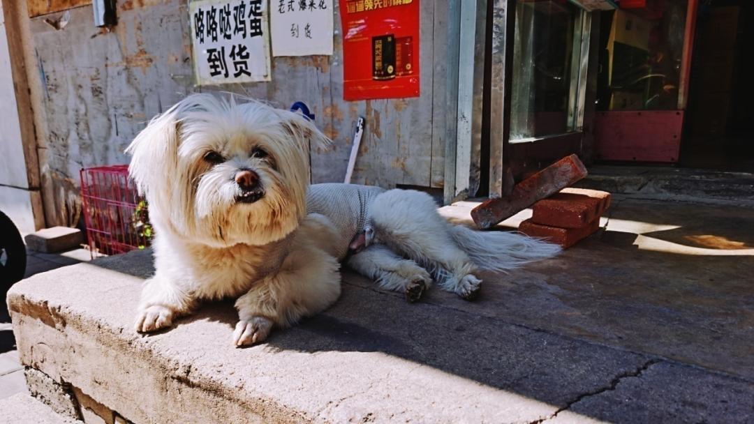 养狗人的视频,养狗人皮肤过敏的症状和表现