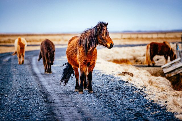 马年生肖马的人心胸开阔,生肖马2023年的感情怎么样