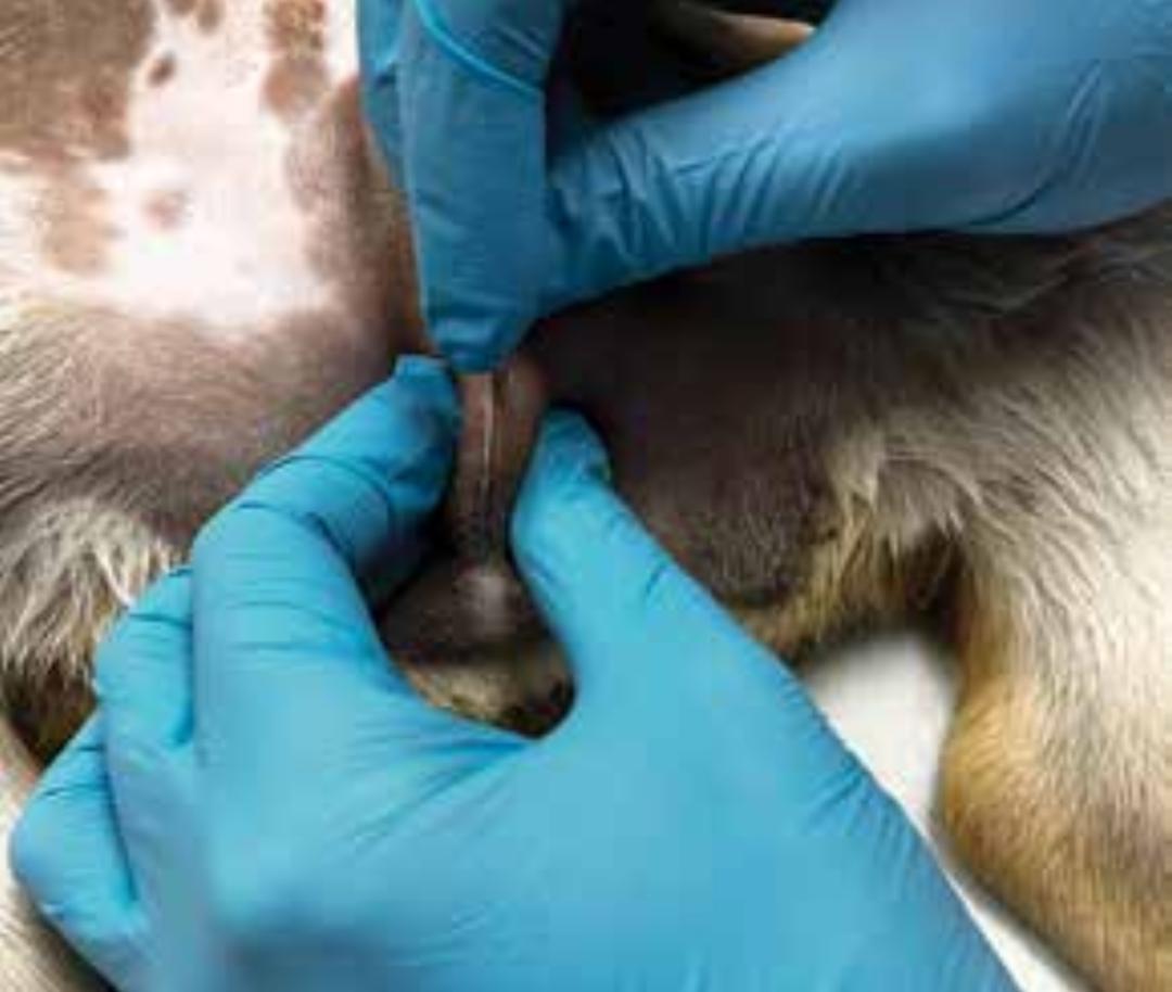 附睾炎切除术多少钱,附睾炎微创手术治疗全过程