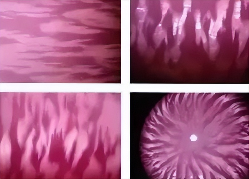 海南海鲜贝类有哪些,海南海鲜贝类