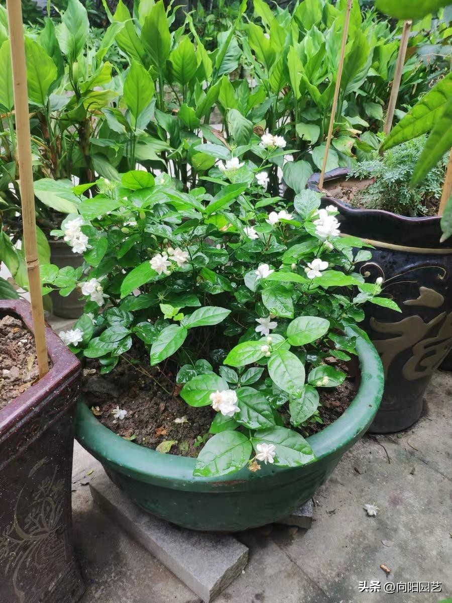 网上卖的花卉营养液有用吗,营养液浇花兑水比例1比300怎么兑