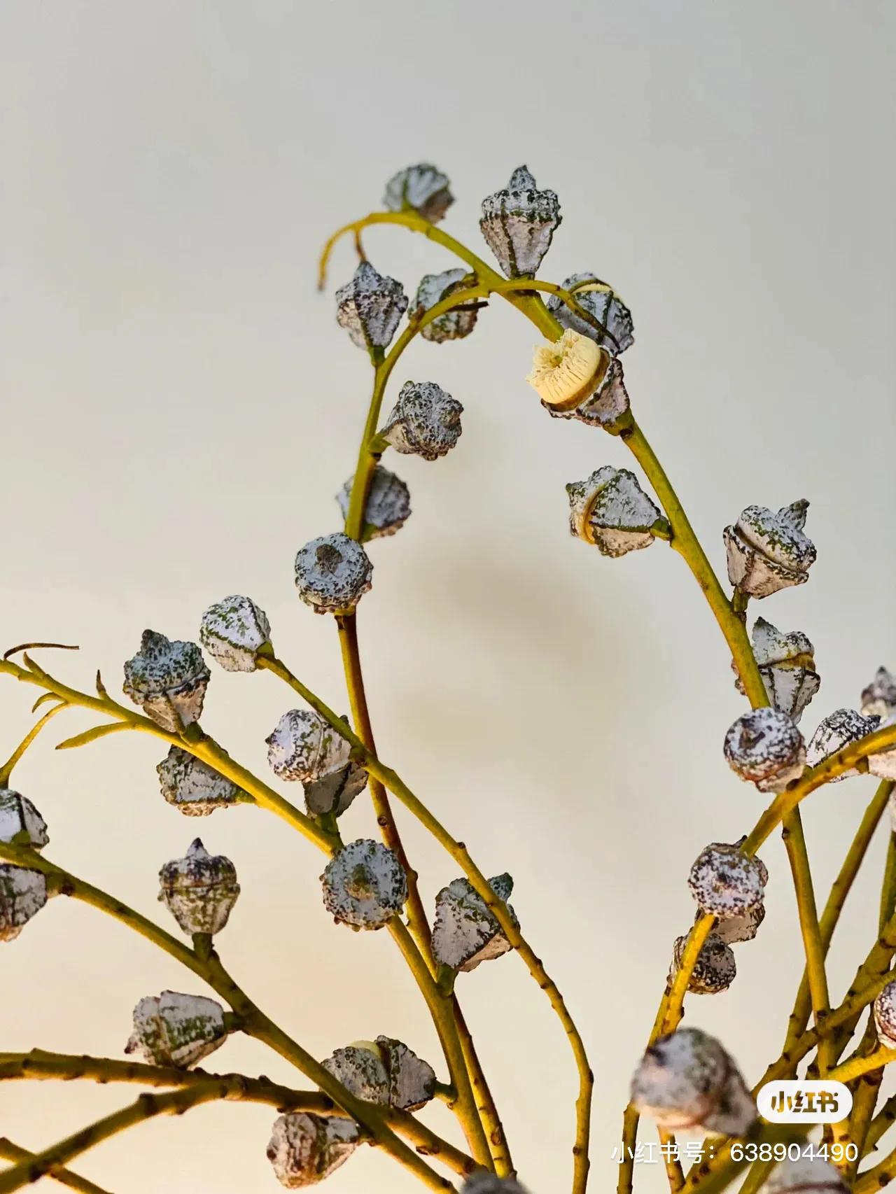 小众的花材,小众又高级的花材