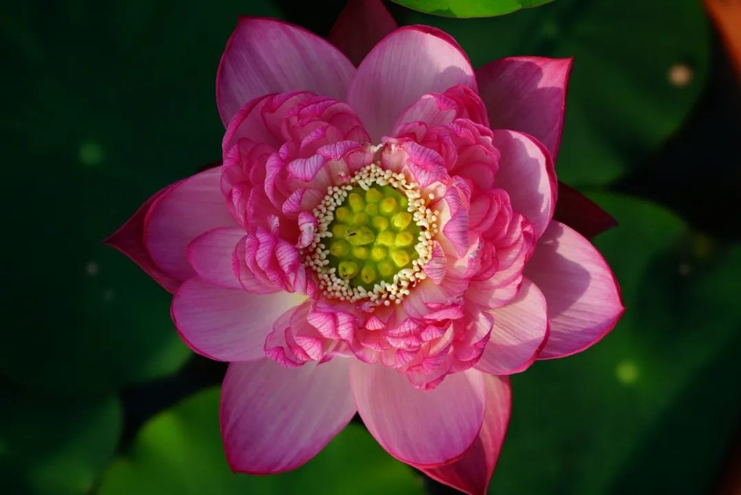 绝美的荷花品种大全图集,超好看荷花品种大型荷花