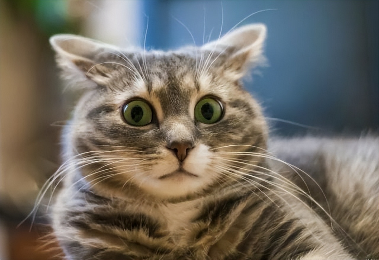 不小心搞掉猫咪胡须,猫咪的胡子可以稍微剪掉一点点嘛