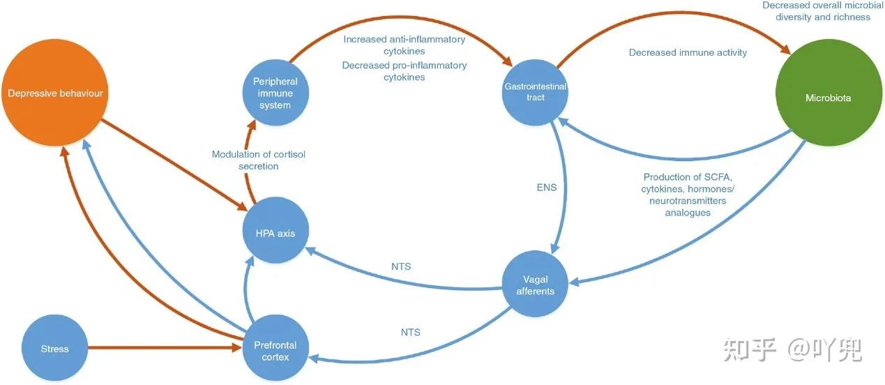 做胃镜前为什么要停抗抑郁药物,胃炎医生为啥开了抑郁症的药