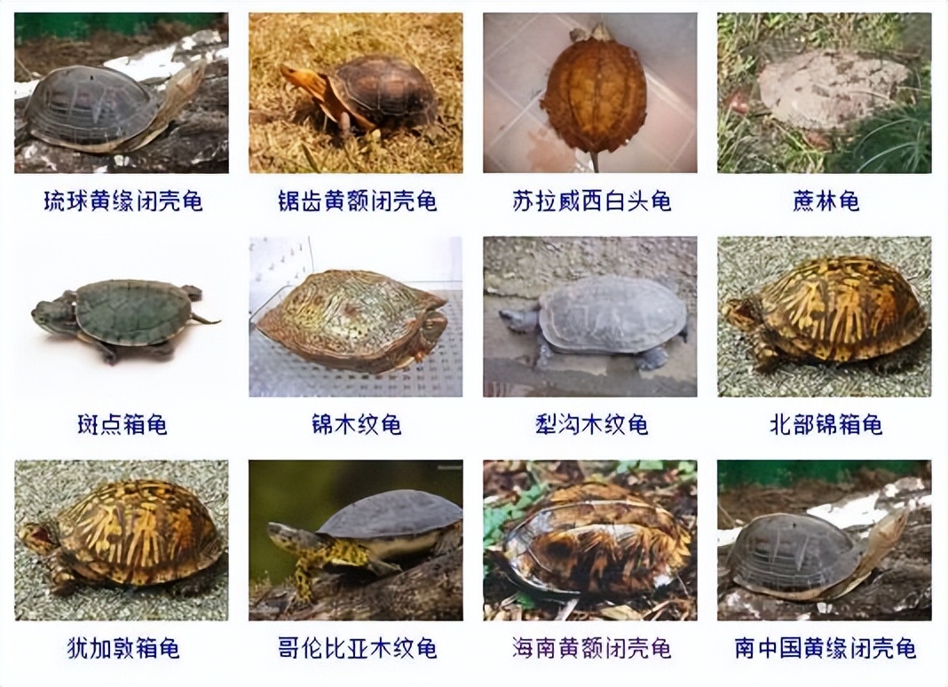 观赏龟品种大全及图片,观赏龟的种类和介绍大全