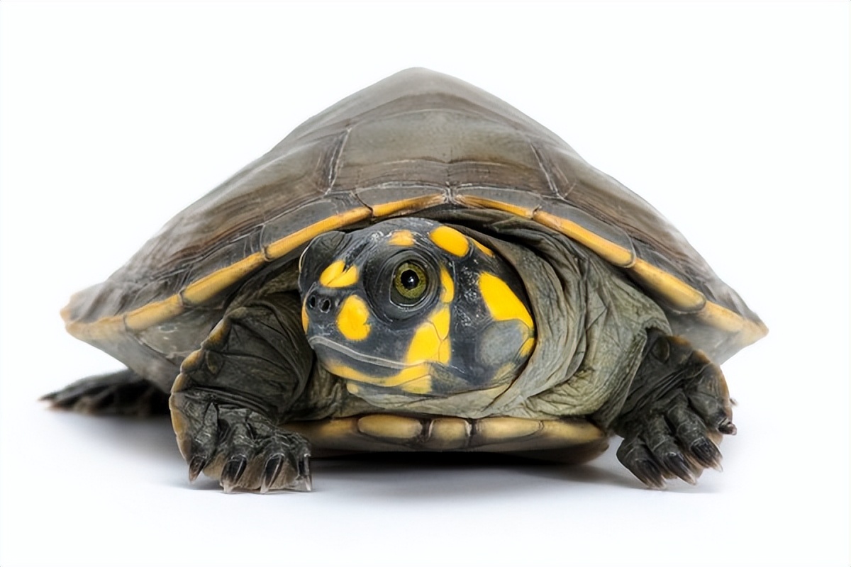 最常见的乌龟是哪种龟,常见乌龟的种类有哪些