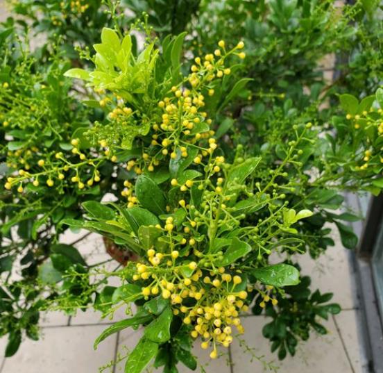 米兰花有香和不香的吗,米兰花喜欢什么肥料最好